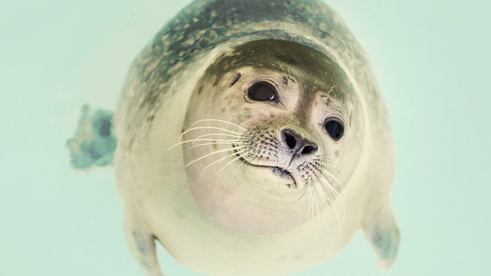 Dieren feitjes en weetjes rondom afscheid en rouw